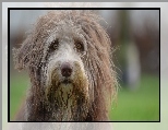 Kosmaty, Bearded collie, Mordka